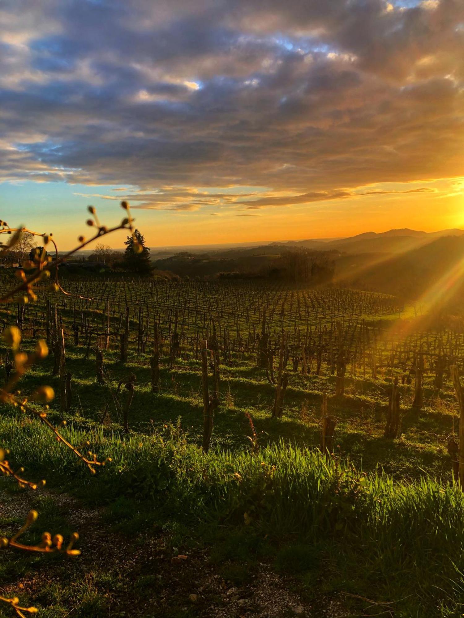 Peterc Vineyard Estate Panzió Kojsko Kültér fotó